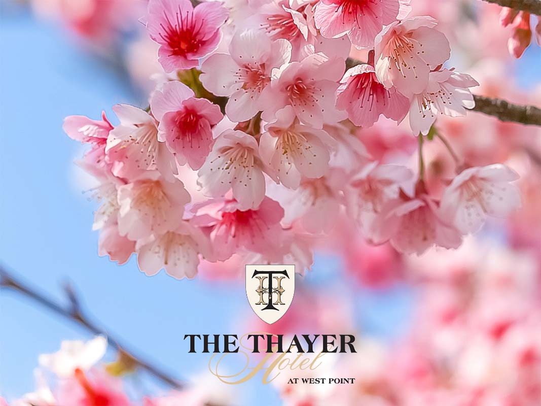 Closeup of cherry blossoms